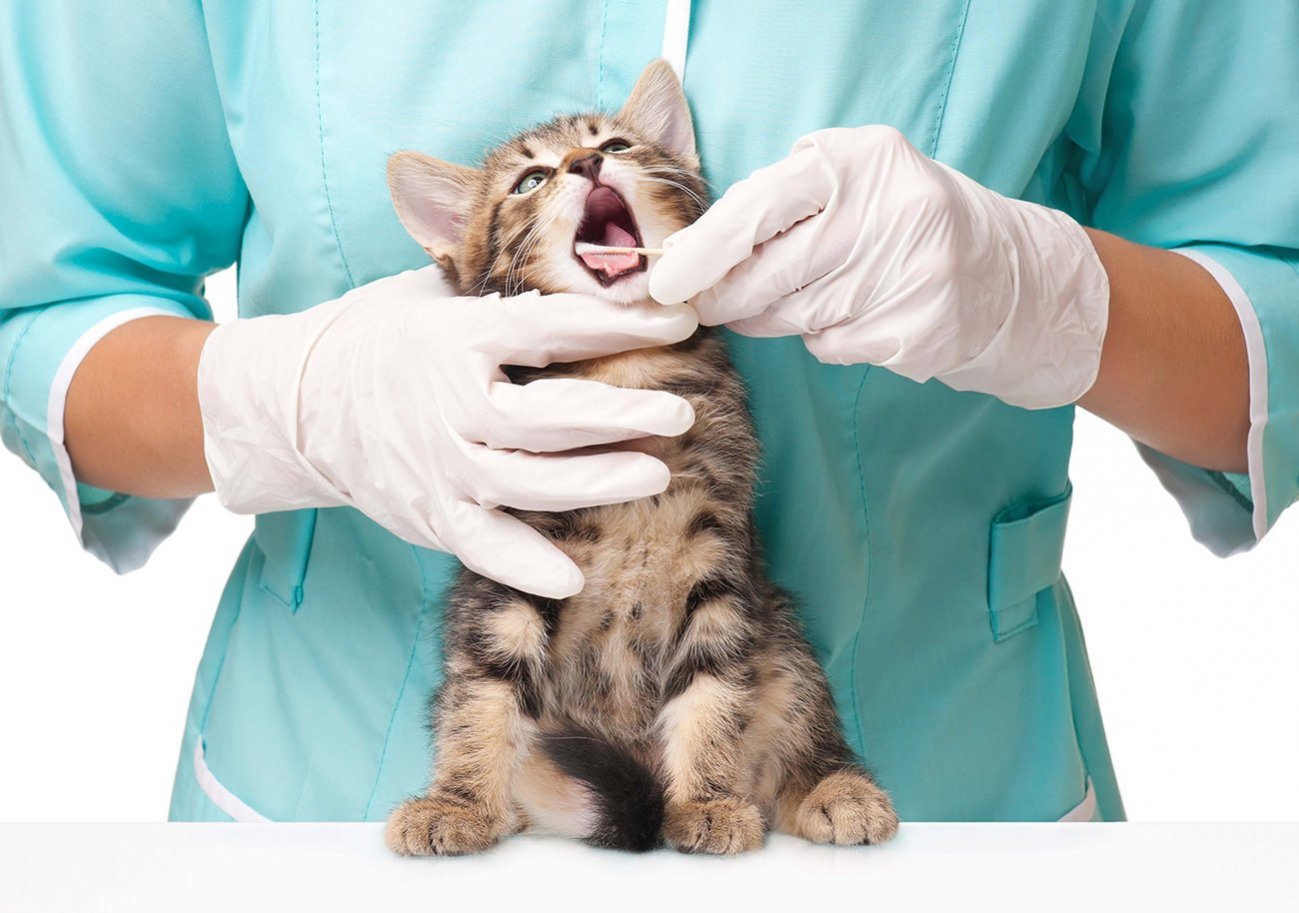 Veterinaria Nilo 5